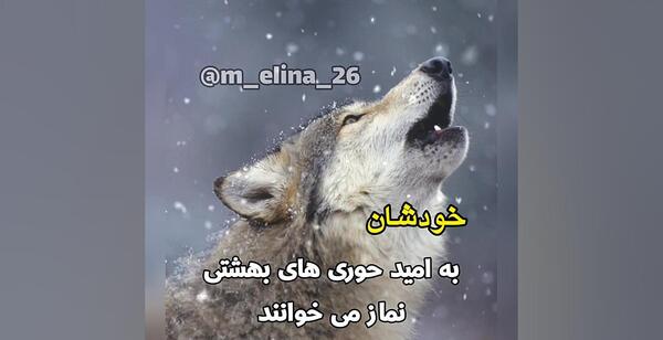 لاتی فاز سنگين عکس گرگ با متن سنگین