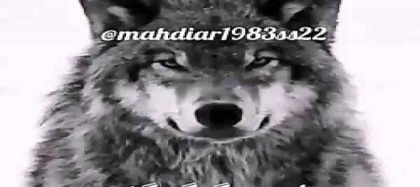 تیکه فاز سنگين عکس گرگ با متن سنگین