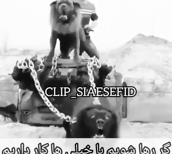 تیکه فاز سنگين عکس گرگ با متن سنگین