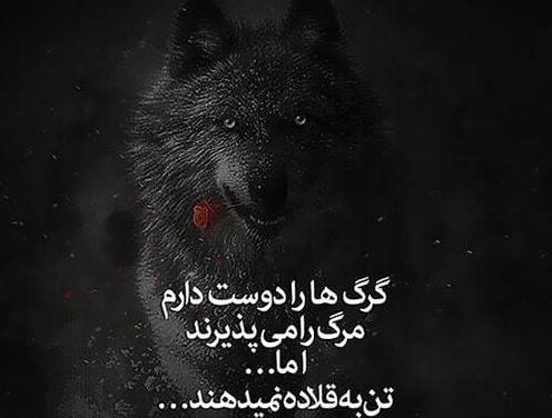 تیکه فاز سنگين عکس گرگ با متن سنگین