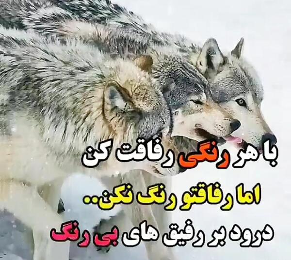 تیکه فاز سنگين عکس گرگ با متن سنگین