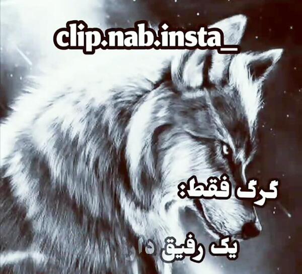 تیکه فاز سنگين عکس گرگ با متن سنگین