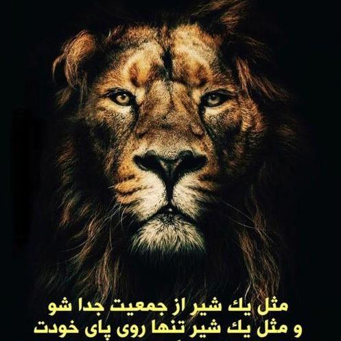 تیکه فاز سنگين عکس گرگ با متن سنگین