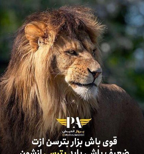 تیکه فاز سنگين عکس گرگ با متن سنگین