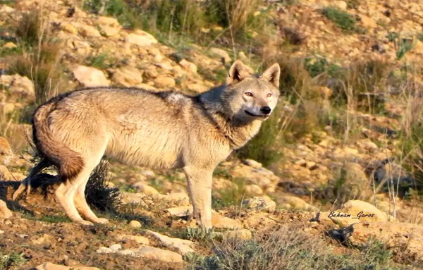 رفسنجان عکس گرگینه واقعی در ایران