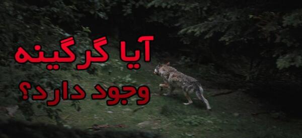 رفسنجان عکس گرگینه واقعی در ایران