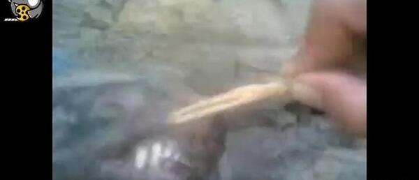 رفسنجان عکس گرگینه واقعی در ایران