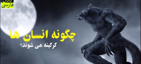 عکس گرگ و انسان