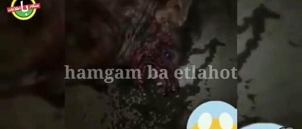 عکس گرگ که بدن انسان دارد