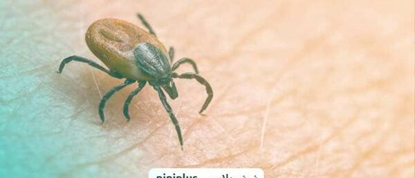 عکس جای نیش کنه کبوتر
