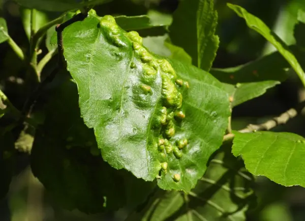 عکس کنه گیاهان