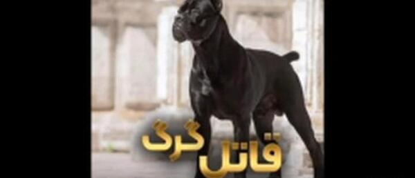 عکس کن کورسو سگ