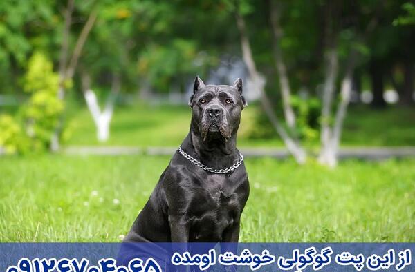 عکس کن کورسو سگ
