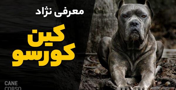 عکس توله کن کورسو