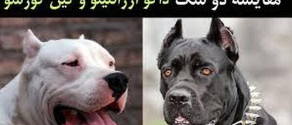 عکس توله کن کورسو
