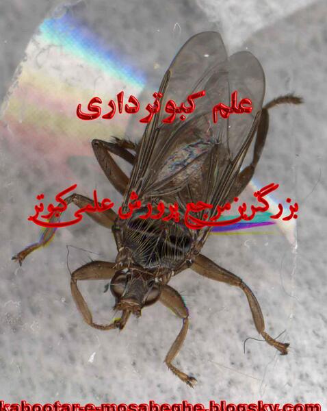 عکس کنه کفتری