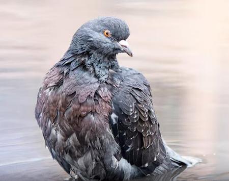عکس کنه کفتری