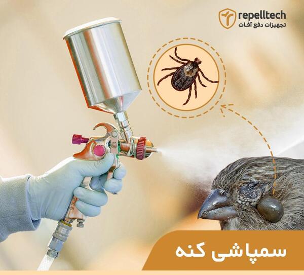 عکس کنه کفتری