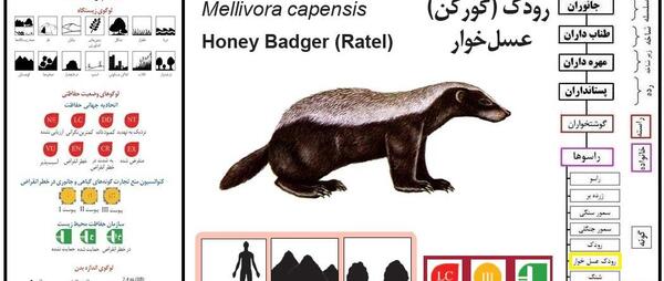 عکس گورکن عسل