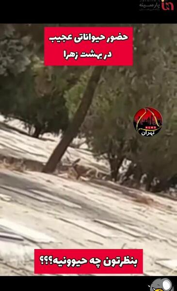 عکس گورکن آدم خوار