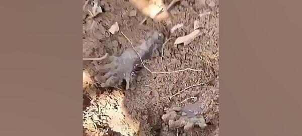 عکس گورکن مرده خور