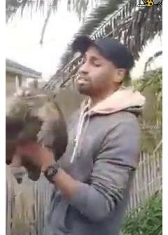 عکس گورکن مرده خور
