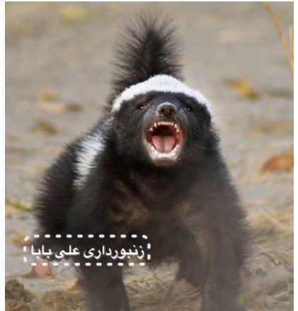عکس گورکن مرده خور