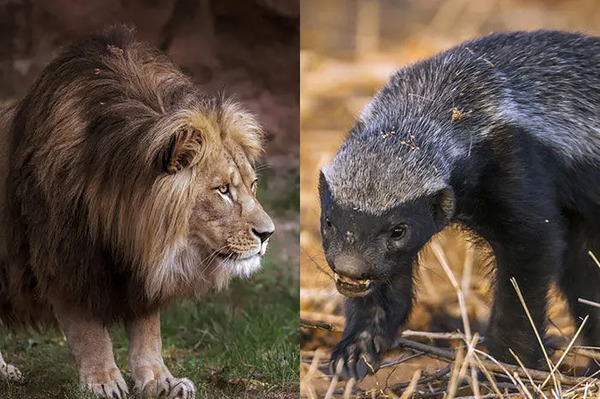 عکس گورکن عسل خور