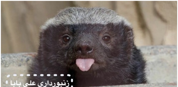 عکس گورکن عسل خور