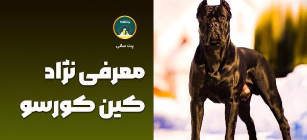 عکس سگ نژاد کن کورسو