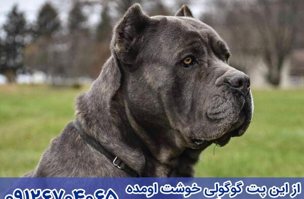 عکس سگ نژاد کن کورسو