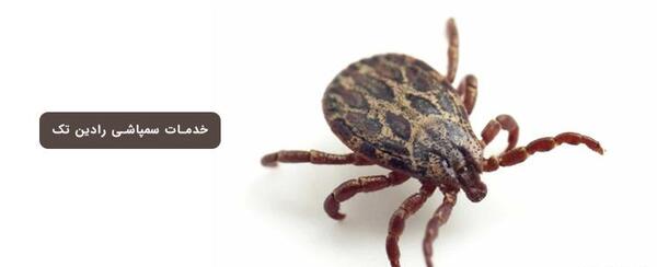 عکس کنه در سر