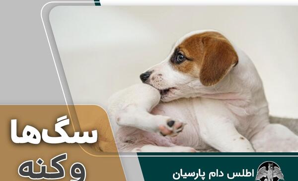 عکس کنه روی بدن سگ
