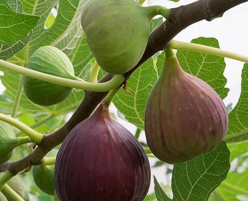 عکس کنه درخت انجیر