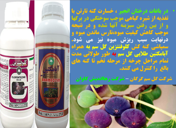 عکس کنه درخت انجیر
