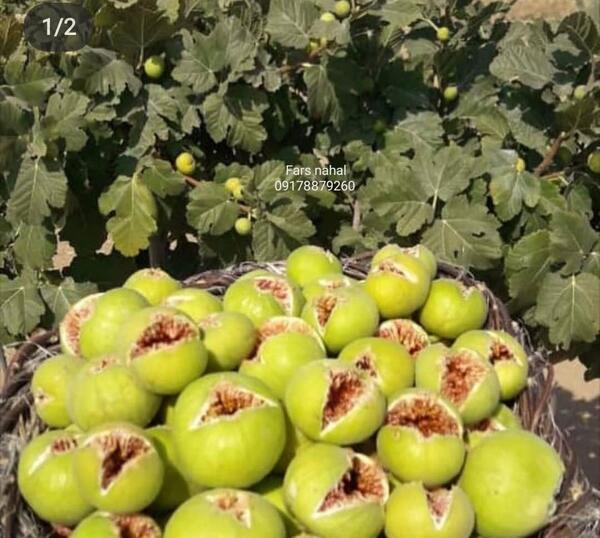 عکس کنه درخت انجیر