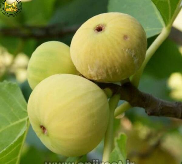 عکس کنه درخت انجیر