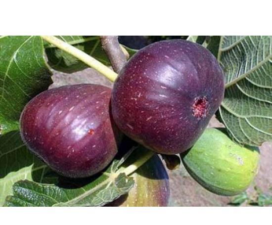 عکس کنه درخت انجیر