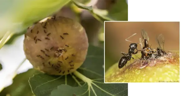 عکس کنه درخت انجیر