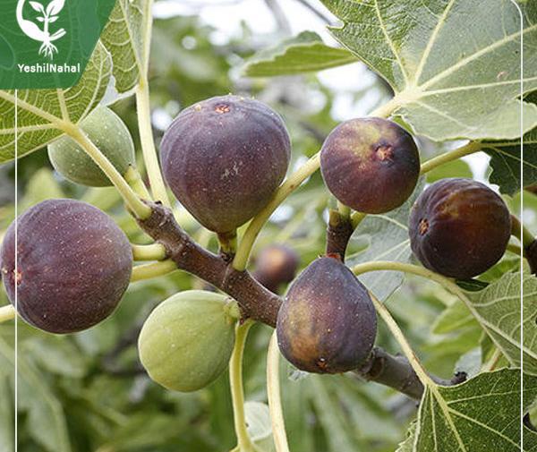عکس کنه درخت انجیر