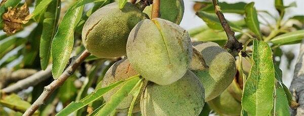 عکس کنه درخت بادام
