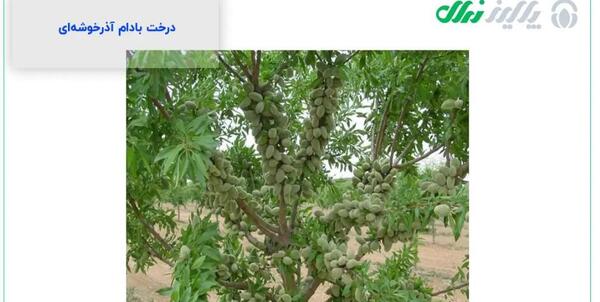 عکس کنه درخت بادام