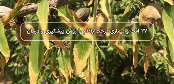عکس کنه درخت بادام