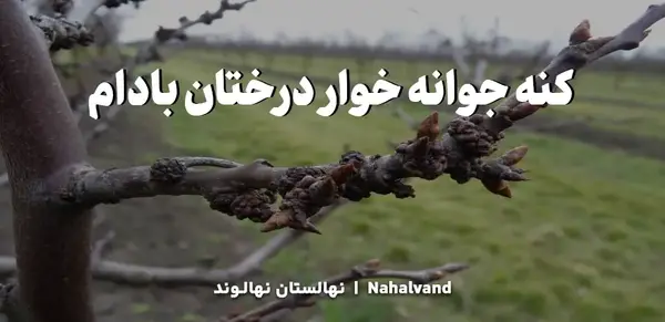 عکس کنه درخت بادام