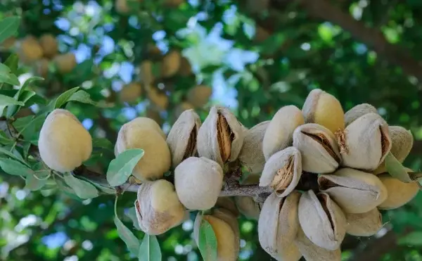 عکس کنه درخت بادام