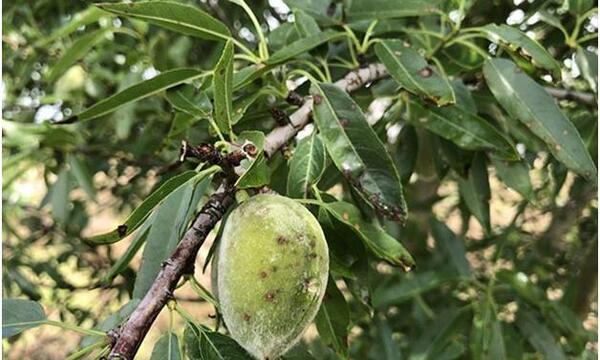 عکس کنه درخت بادام