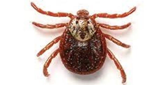 عکس از حشره کنه
