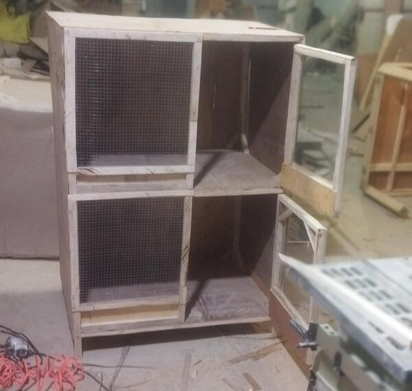 عکس جفت کنی کبوتر