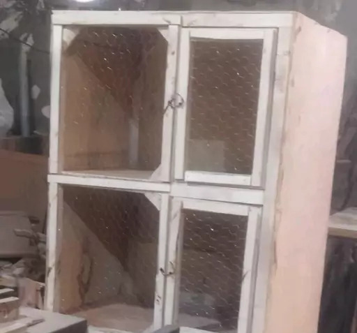 عکس جفت کنی کبوتر