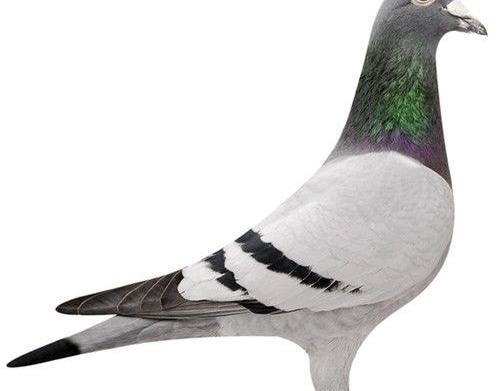 عکس جفت کنی کبوتر